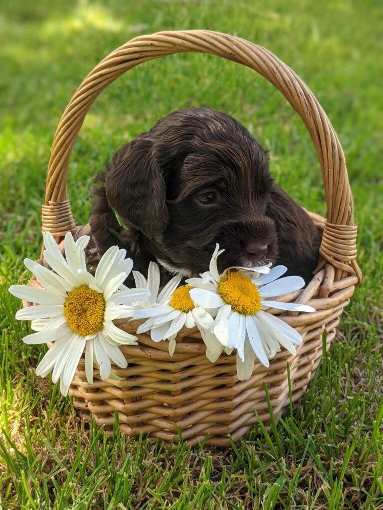 labradoodle puppy for sale