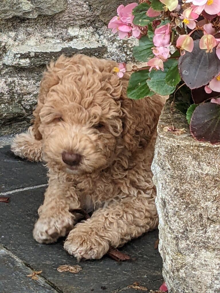 labradoodle puppy for sale