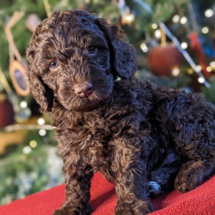 labradoodle puppies for salw